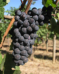 Pinot Noir